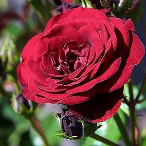 Profile picture for Rose