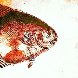 Profile picture for Ben Gosselet