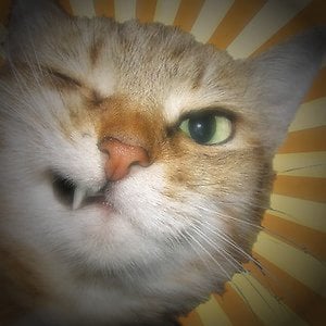 Profile picture for amorti
