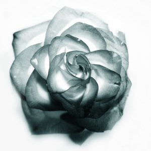 Profile picture for Maximilian Williamson