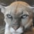 Lion Attack