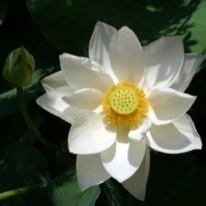 Profile picture for Mindfulness Meditation Centers