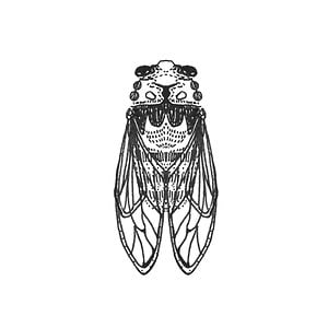 Profile picture for Leafhopper
