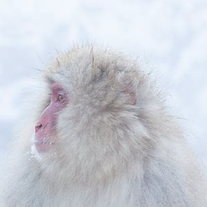 Profile picture for PaiOrtho