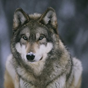 Profile picture for Bogdan Iosif