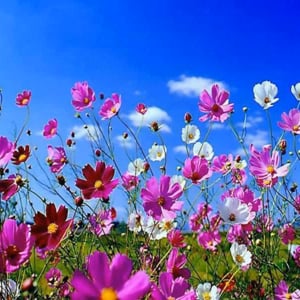 Profile picture for Blooming