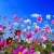 Blooming