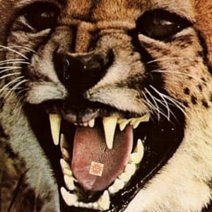 Profile picture for RHINO
