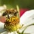 bumblebee