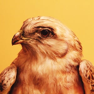 Profile picture for Doug Stewart