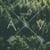 A&Y
