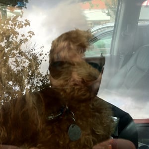 Profile picture for Harlan Campbell