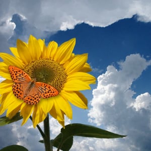 Profile picture for 148Sunrise