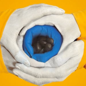 Profile picture for BccN Barcelona CC Film Festival