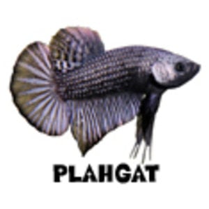 Profile picture for Plahgat
