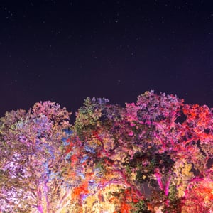 Profile picture for TALLTREE