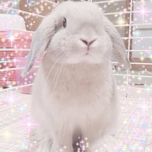 Profile picture for Noola Chan