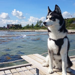 Profile picture for Para møller