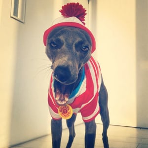 Profile picture for Trust Fund Gypsy