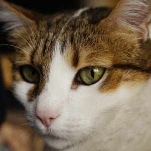 Profile picture for Goldfuß, Jan