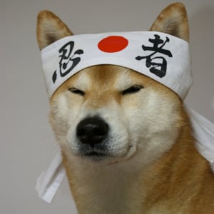 Profile picture for Hong Dan Mach Le