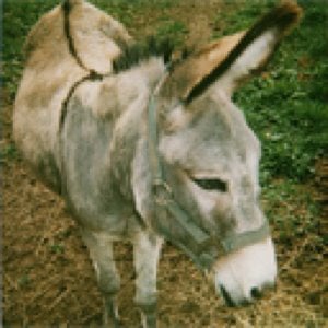 Profile picture for Denis Fongue