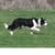JLM Border Collies