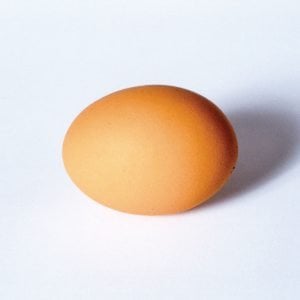 Profile picture for Alex Healey