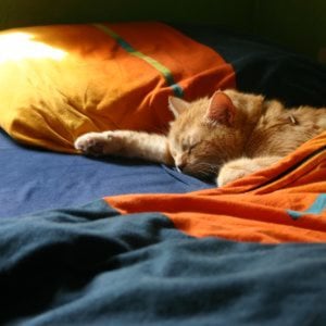 Profile picture for Niko Himschoot