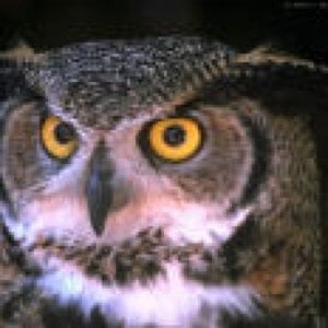 Profile picture for Richard Kowalski