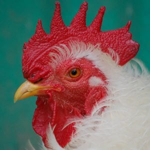 Profile picture for United Poultry Concerns