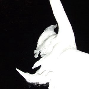 Profile picture for tunegum