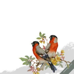 Profile picture for Andreas Felix Gebhardt