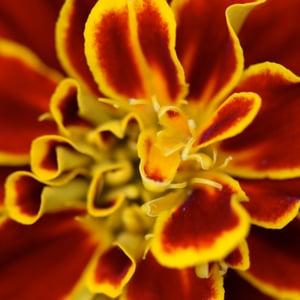 Profile picture for Nick Gooler