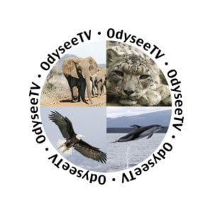 Profile picture for OdyseeTV
