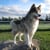 Dungeness Ranch Pet Resort
