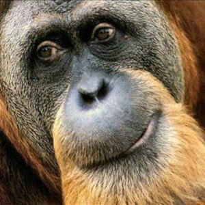 Profile picture for The Funky Monkey