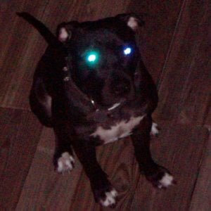 Profile picture for Phantom Power