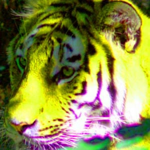 Profile picture for balasan