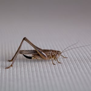 Profile picture for Little Cricket