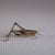 Little Cricket