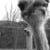 curious ostrich