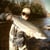 Blueneck Trout Media