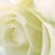 White Rose Wedding Films