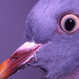 Profile picture for campero