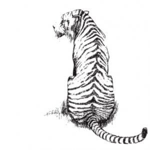 Profile picture for Tigre Pictures