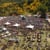 Telluride Blues & Brews Festival