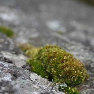 Profile picture for Bione Happyclimb