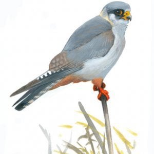 Profile picture for Chris 'The Falcon' Han