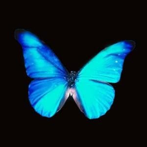 Profile picture for Butterfly